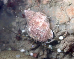 Nucella analoga