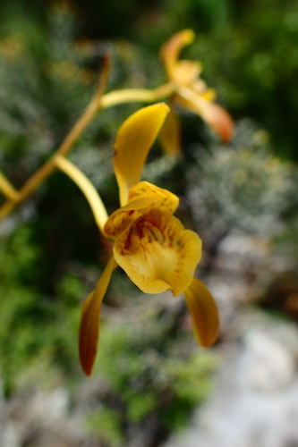 Eulophia calcarata