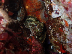 Hemilepidotus hemilepidotus