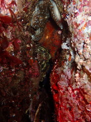 Hemilepidotus hemilepidotus