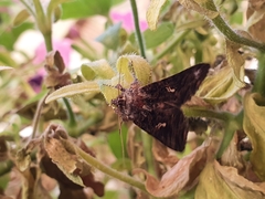 Ctenoplusia limbirena