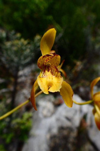 Eulophia calcarata