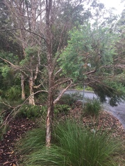 Melaleuca armillaris