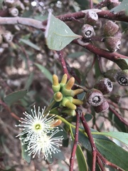 Eucalyptus utilis