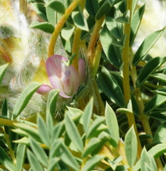 Astragalus thracicus