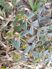Euphorbia hirta