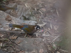 Trochalopteron affine