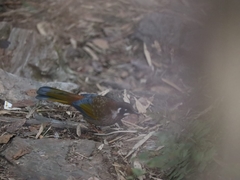 Trochalopteron affine