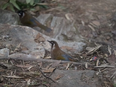 Trochalopteron affine