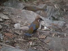 Trochalopteron affine