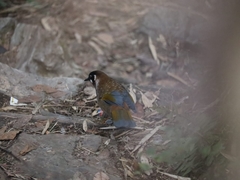 Trochalopteron affine