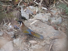 Trochalopteron affine