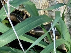 Heremites vittatus