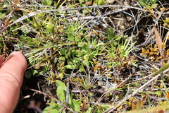 Stylidium subulatum