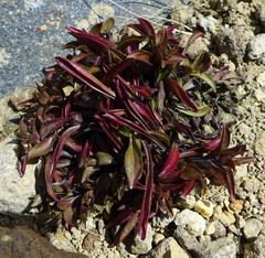 Gentianella bellidifolia