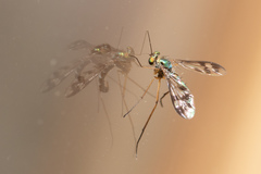 Heteropsilopus ingenuus