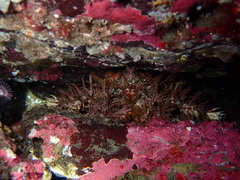 Phyllolithodes papillosus