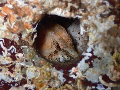 Rhamphocottus richardsonii