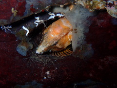 Rhamphocottus richardsonii