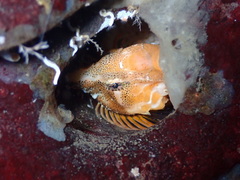 Rhamphocottus richardsonii