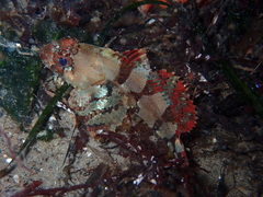 Hemilepidotus hemilepidotus