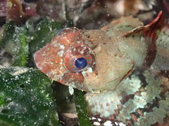 Hemilepidotus hemilepidotus