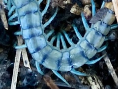 Scolopendra mirabilis