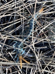 Scolopendra mirabilis