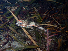 Chitonotus pugetensis