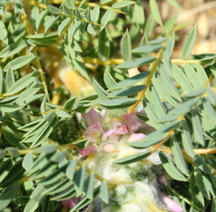 Astragalus thracicus