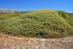 Arctostaphylos cruzensis