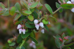 Arctostaphylos cruzensis