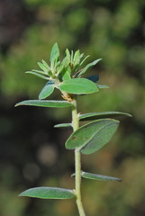 Arctostaphylos cruzensis