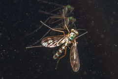 Heteropsilopus ingenuus