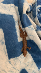 Gehyra mutilata