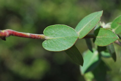 Arctostaphylos cruzensis