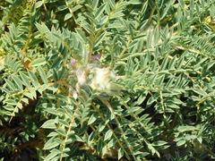 Astragalus thracicus