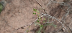 Fabaceae