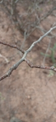 Fabaceae