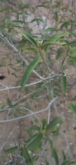 Croton sonorae