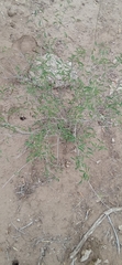 Croton sonorae