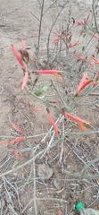 Justicia californica