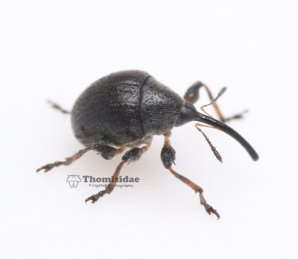 Pseudorobitis gibbus