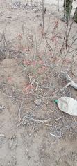 Justicia californica