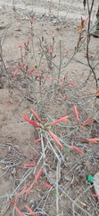 Justicia californica