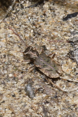 Neocicindela garnerae