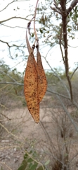 Eysenhardtia orthocarpa