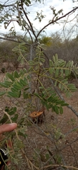 Eysenhardtia orthocarpa