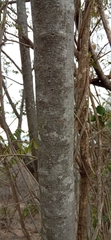 Eysenhardtia orthocarpa