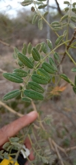 Eysenhardtia orthocarpa